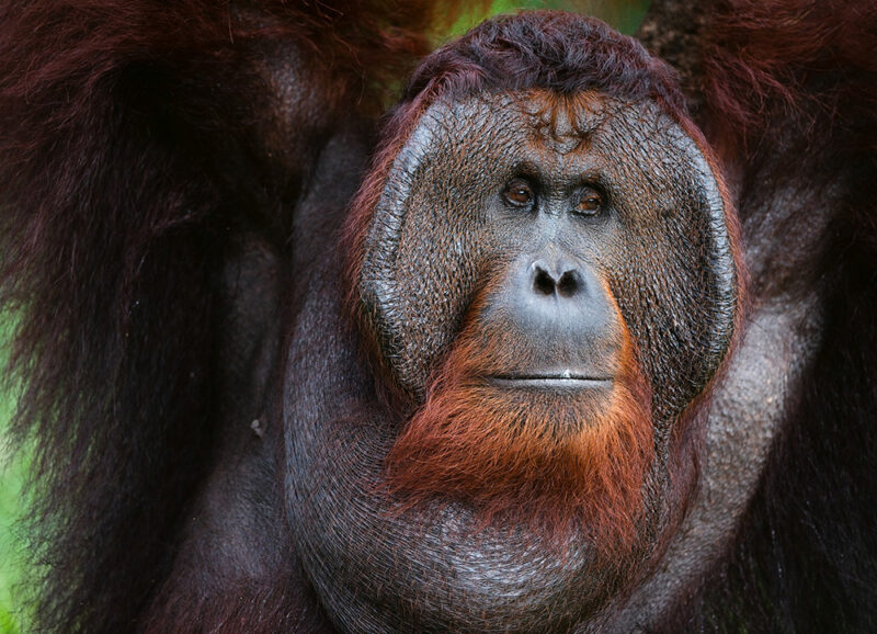 Portrait of a large male orangutan with reddish-brown fur captured on luxury Borneo tours.