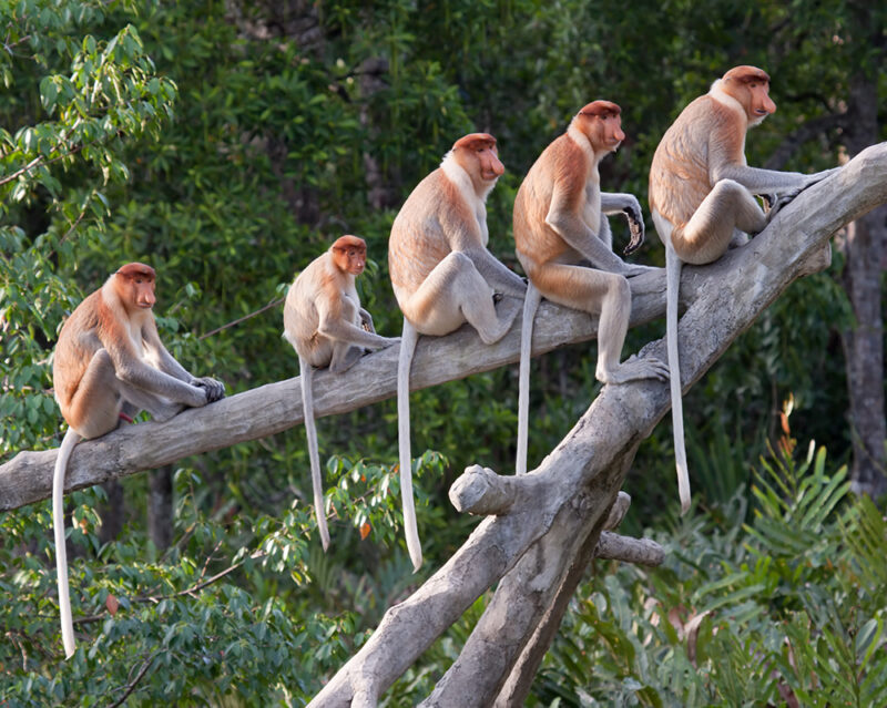 Five proboscis monkeys sitting in a row on a thick tree limb during luxury Borneo trips.