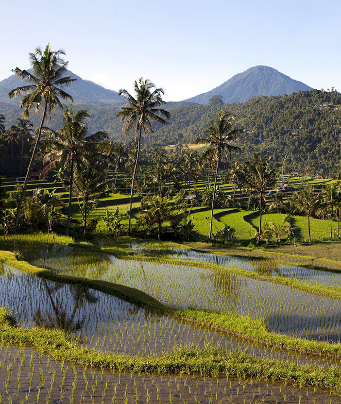 Terraced rice paddies with palm trees and mountains on luxury Bali vacations.