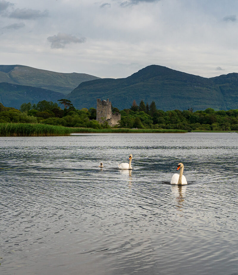 Pair of swans with a baby swan swimming towards the lake shore looking for scraps.