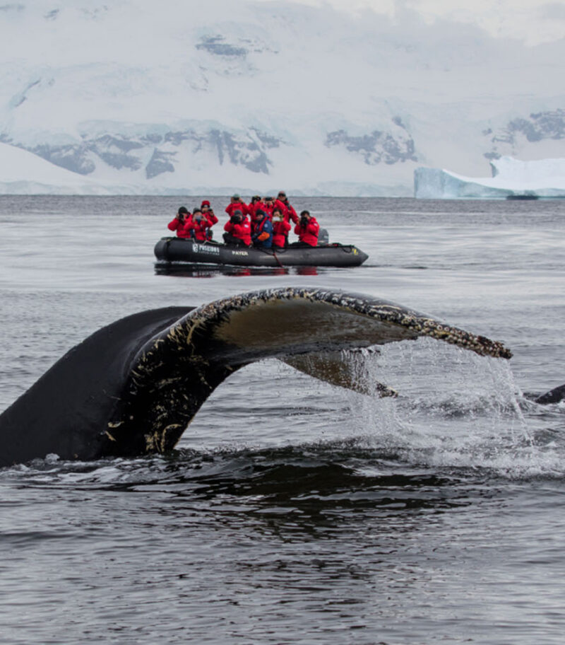 Fluke of Humpback whale (Megaptera novaeangliae) and Zodiac raft of expedition cruise ship MV Sea Spirit (Poseidon Expeditions), Guyou Islands, Flandres Bay, Graham Land, Antarctic Peninsula, Antarctica Animal, Boat, Human, Ice, Nature, Outdoors, Person, Sea Life, Transportation, Vehicle