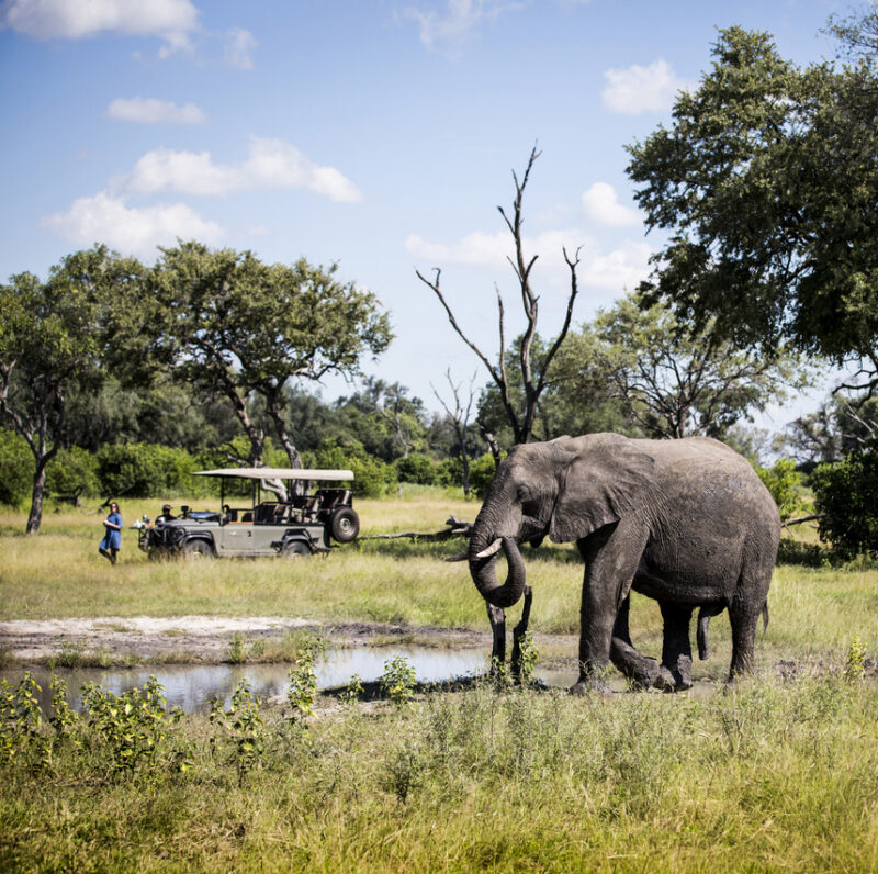 A large elephant near a waterhole with a safari vehicle and tourists in the background on luxury Okavango Delta safaris.