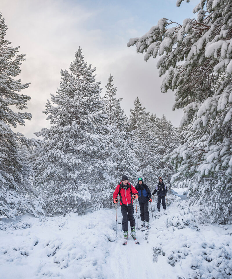 Three people cross-country skiing through a forest of heavy snow-covered evergreen trees.