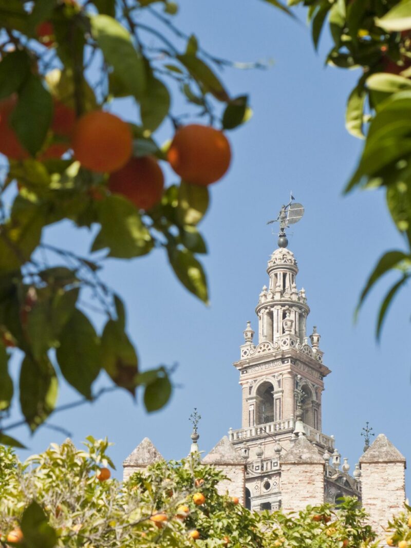 The Giralda bell tower framed by bitter orange trees in Seville.