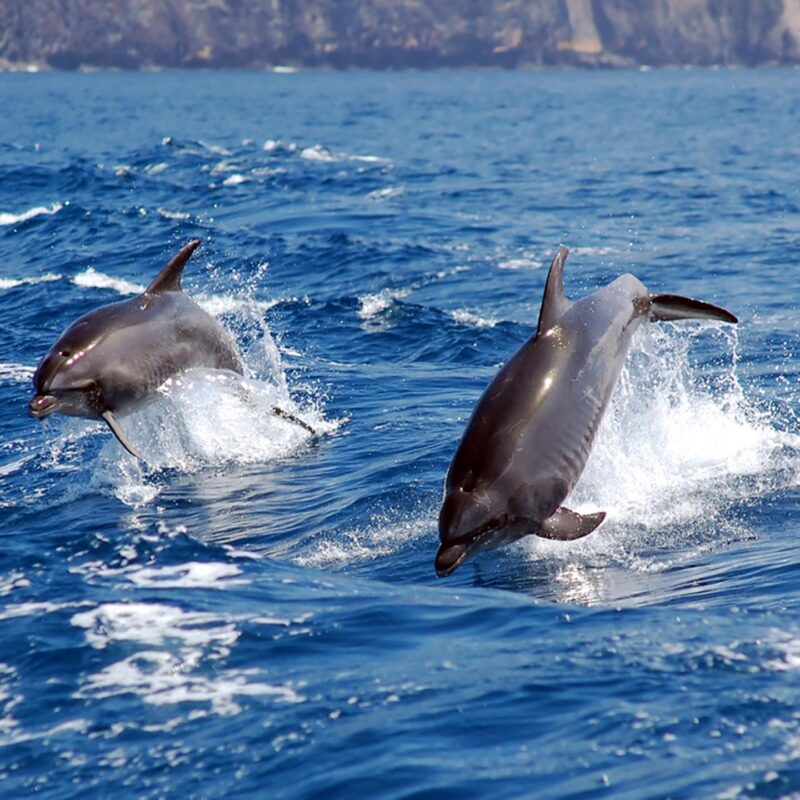 Two bottlenose dolphins breaching the water off the coast of Tenerife.