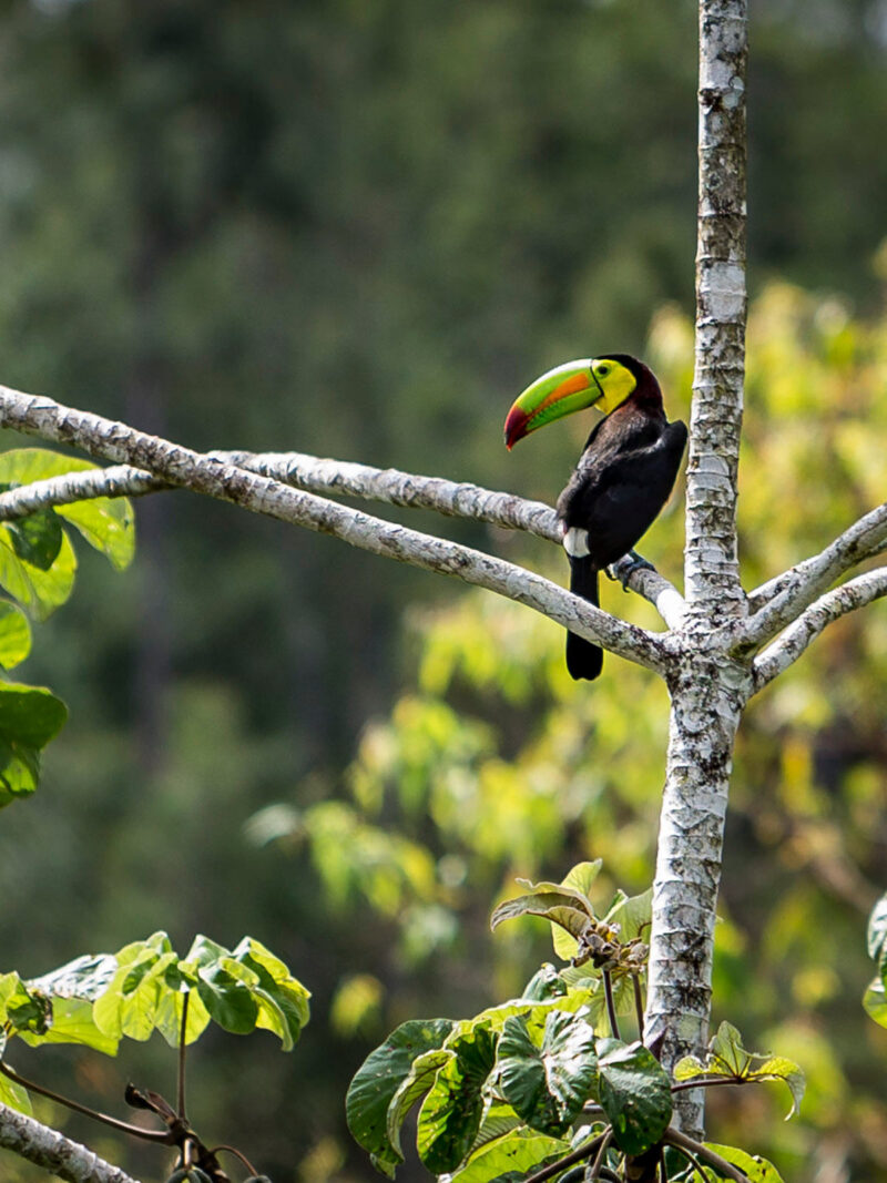 A colorful toucan with a large green beak perched on a tree branch in a lush tropical forest.