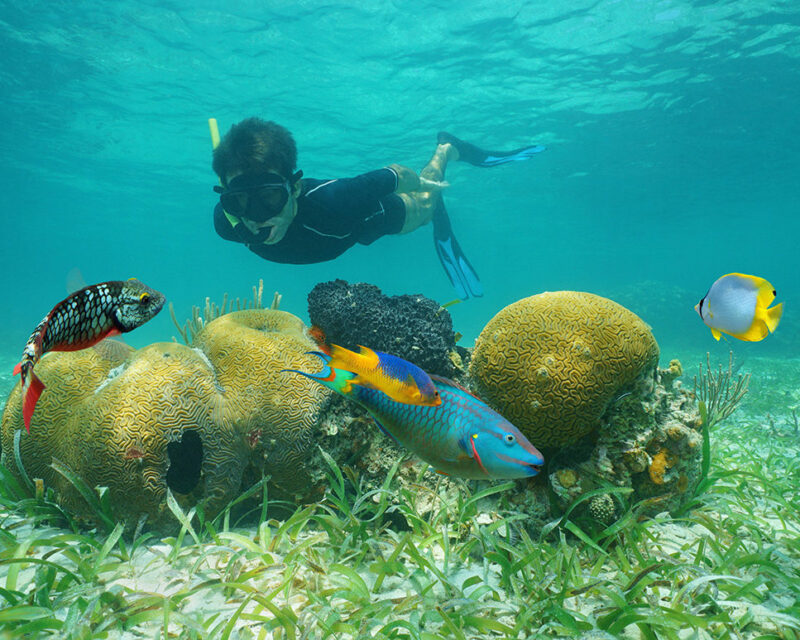 A person snorkeling underwater near colorful tropical fish and brain coral in a clear blue sea.