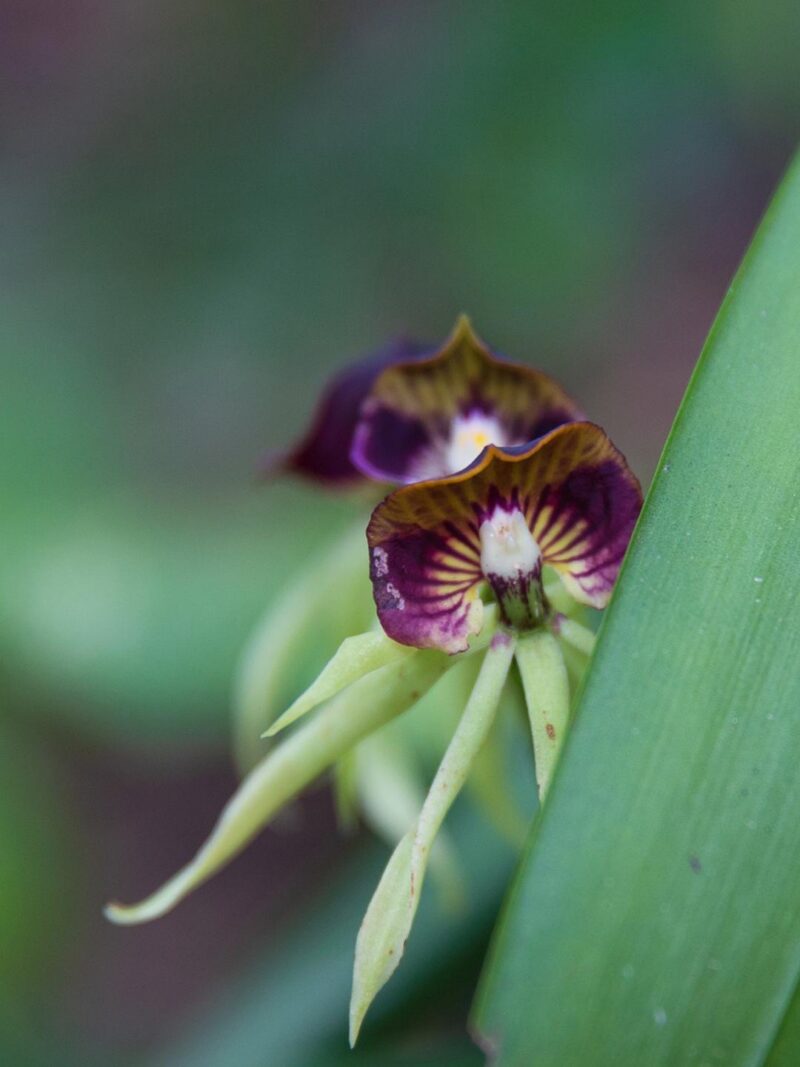 Detailed view of a deep purple orchid with yellow accents growing beside a large green leaf.