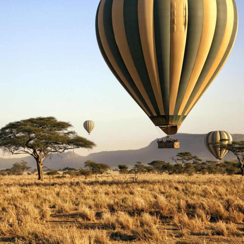 Three hot air balloons drift over the plains of The Serengeti National Park at dawn. 472048307 Safari Animals, Travel, Tourism, Unrecognizable Person, Nature Reserve, Incidental People, Wildlife Reserve, Safari, Balloon Ride, Field Trip, Grass, Dawn, Serengeti National Park, Fun, Scenics, Acacia Tree, Journey, Adventure, Vacations, Nature, Outdoors, Horizontal, Tourist, Tanzania, East Africa, Africa, Tree, Day, Sunrise – Dawn, Plain, Savannah, Landscape, National Park, Hot Air Balloon, seronera, Tanzanian Culture Tanzania