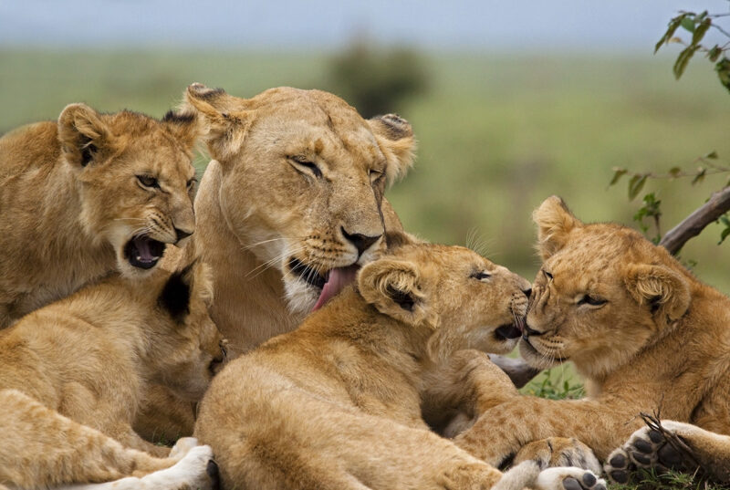143920885 Affectionate, Africa, Animal, Animal Behavior, Animal Family, Animals In The Wild, Beauty In Nature, Big Cat, Close-up, Color Image, Cub, Cute, East Africa, Environment, Five Animals, Grooming, Group Of Animals, Horizontal, Kenya, Licking, Lion, Lion Cub, Litter, Love, Masai Mara, Masai Mara National Reserve, Mother, National Park, Nature, Nuzzling, Orange, Playful, Playing, Safari, Safari Animals, Serengeti National Park, Small Group Of Animals, The Natural World, Tranquil Scene, Travel Destinations, Wildlife, Wildlife Reserve, Young Animal Tanzania 143920885.Affectionate, Africa, Animal, Animal Behavior, Animal Family, Animals In The Wild, Beauty In Nature, Big Cat, Close-up, Color Image, Cub, Cute, East Africa, Environment, Five Animals, Grooming, Group Of Animals, Horizontal, Kenya, Licking, Lion, Lion Cub, Litter, Love, Masai Mara, Masai Mara National Reserve, Mother, National Park, Nature, Nuzzling, Orange, Playful, Playing, Safari, Safari Animals, Serengeti National Park, Small Group Of Animals, The Natural World, Tranquil Scene, Travel Destinations, Wildlife, Wildlife Reserve, Young Animal.Tanzania 143920885 Affectionate, Africa, Animal, Animals, Animal Behavior, Animal Family, Animal, Lion, Mammal, Wildlife