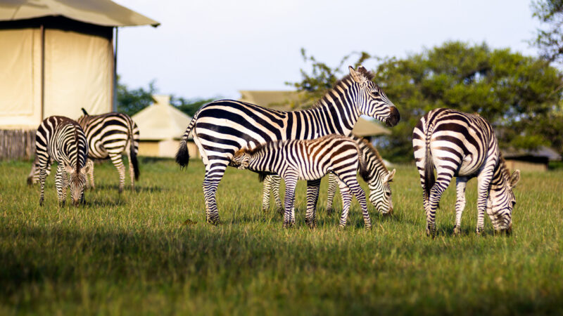 Tanzania