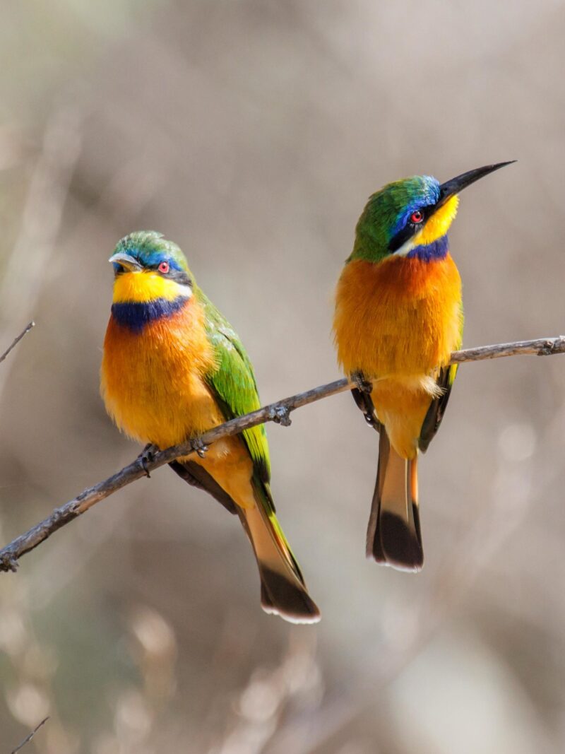 Blue-breasted bee-eater in Lake Langano in Ethiopia 1035216576 Tanzania