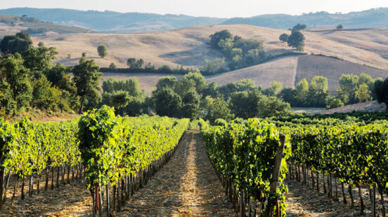 A sun-drenched vineyard with rows of grapevines leading toward rolling hills on luxury Tuscany trips.