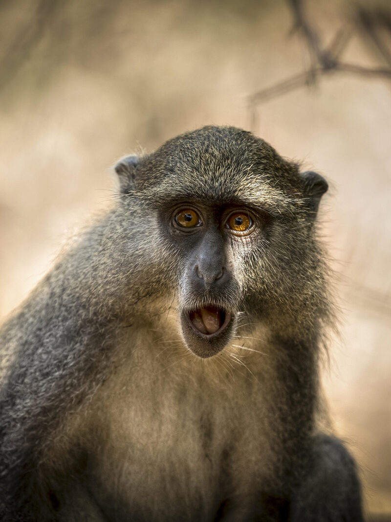 A wild Samango monkey looks down the camera lens with a comically shocked expression
