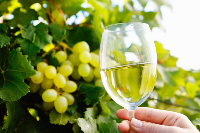 A feminine hand holds a glass of white wine up against a grapevine with white grapes hanging on it. Winetasting right in the vineyard of origin. 496108279 Holding Aloft, Femininity, Unrecognizable Person, White Grape, Winetasting, Winemaking, Wineglass, White Wine, Holding, Harvesting, Vineyard, Outdoors, Human Hand, Cape Town, Grape, Vine, Sunlight, Summer, Sky, Celebratory Toast, Wine, Alcohol, Grape Harvesting, Wine Harvest South Africa A feminine hand holds a glass of white wine up against a grapevine with white grapes hanging on it. Winetasting right in the vineyard of origin..496108279.Holding Aloft, Femininity, Unrecognizable Person, White Grape, Winetasting, Winemaking, Wineglass, White Wine, Holding, Harvesting, Vineyard, Outdoors, Human Hand, Cape Town, Grape, Vine, Sunlight, Summer, Sky, Celebratory Toast, Wine, Alcohol, Grape Harvesting, Wine Harvest.South Africa 496108279 Femininity, Winet, Holding Aloft, Unrecognizable Person, White Grape, Alcohol, Beverage, Drink, Glass, Human, Person, Wine, Wine Glass