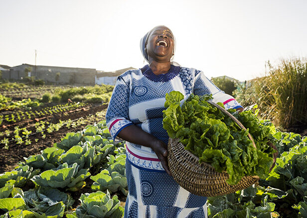 538889138 African Descent, Morning, Healthy Eating, Portrait, Women, Females, Western Cape Province, Community Garden, Dawn, Traditional Clothing, Gardening, Adult, Smiling, Standing, Pushing, Working, Harvesting, African Ethnicity, Headwear, Freshness, Independence, Carefree, Happiness, Pride, African Culture, Cultures, Agriculture, Back Lit, Looking At Camera, Close-up, Image, Farmer, Cape Town, South Africa, Africa, Vegetable, Crop, Front or Back Yard, Place of Work, Formal Garden, Basket, Pasionate, unbreakable, Xhosa, developing world, Sustainable Resources, Vegetable Rows, Organic Farm Adult African Female wearing Traditional clothes and face paint holds back her head and laughs , holding a basket filled with vegetables, spinach, she has harvested. South Africa 538889138 Morning, Portrait, Women, Females, Dawn, Gardening, Adult, Smiling, Standing, Pushing, Working, Harvesting, Headwear, Freshness, Independence, Carefree, Happiness, Pride, Cultures, Agriculture, Close-up, Image, Farmer, Africa, Vegetable, Crop, Basket, Pasionate, unbreakable, Xhosa, African Culture, African Descent, African Ethnicity, Back Lit, Cape Town, Community Garden, Formal Garden, Front or Back Yard, Healthy Eating, Looking At Camera, Organic Farm, Place of Work, South Africa, Sustainable Resources, Traditional Clothing, Vegetable Rows, Western Cape Province, developing world, Garden, Gardener, Gardening, Human, Nature, Outdoors, Person, Worker 538889138.African Descent, Morning, Healthy Eating, Portrait, Women, Females, Western Cape Province, Community Garden, Dawn, Traditional Clothing, Gardening, Adult, Smiling, Standing, Pushing, Working, Harvesting, African Ethnicity, Headwear, Freshness, Independence, Carefree, Happiness, Pride, African Culture, Cultures, Agriculture, Back Lit, Looking At Camera, Close-up, Image, Farmer, Cape Town, South Africa, Africa, Vegetable, Crop, Front or Back Yard, Place of Work, Formal Garden, Basket, Pasionate, unbreakable, Xhosa, developing world,