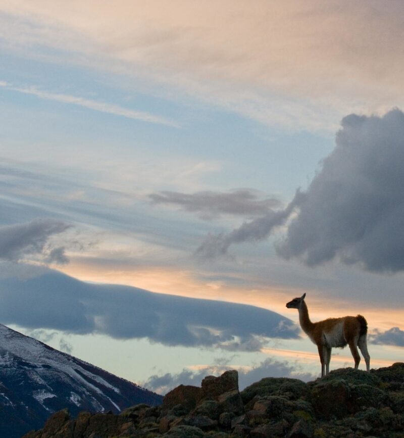 A guanaco standing on a hill at sunset with mountains behind on luxury Latin America honeymoon vacations.