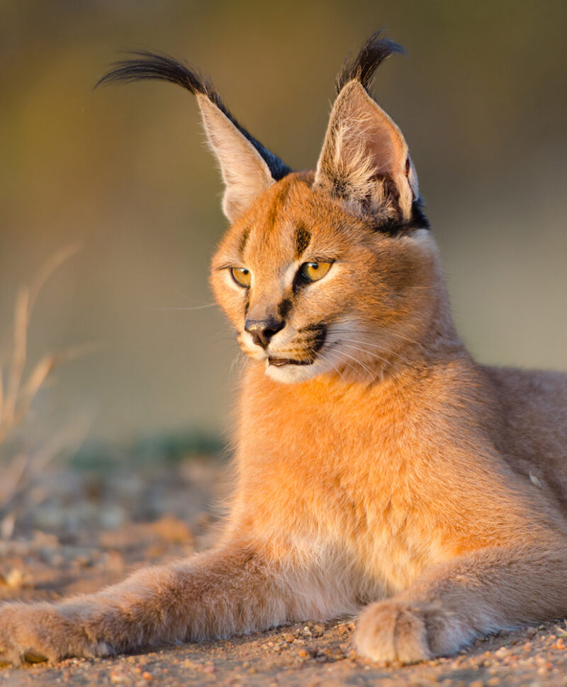 A caracal with long black ear tufts rests in the sun on luxury rail travel in South Africa.