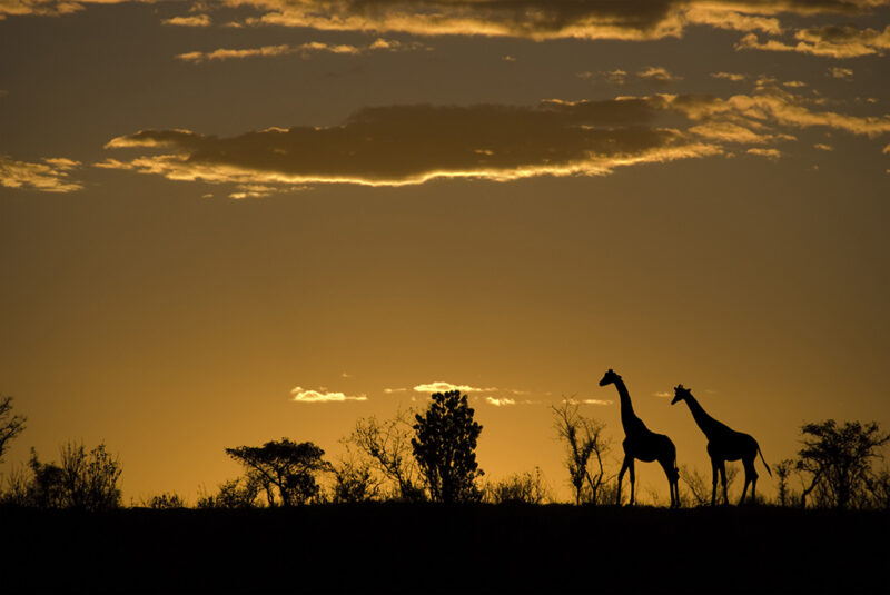 Two giraffes silhouetted against an orange sunset on luxury South Africa rail vacations.