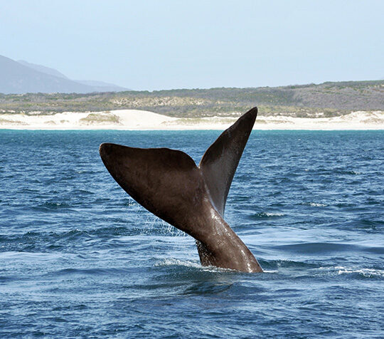 A dark whale tail emerges from blue water during luxury South Africa rail vacations.