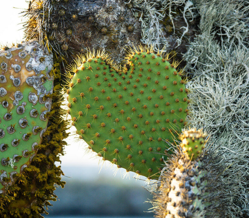 Islas Plaza in the Galapagos islands Galapagos, Islas Plaza, Cactus, Plant Islas Plaza in the Galapagos islands