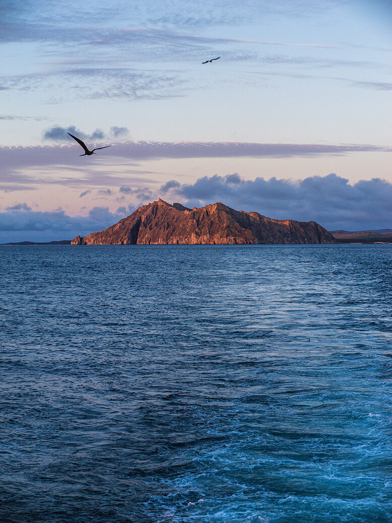 Animal, Bird, Coast, Land, Nature, Ocean, Outdoors, Sea, Shoreline, Water
