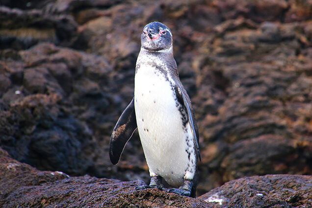 Galapagos Penguin (Spheniscus mendiculus) standing on rocks, Bartolome island, Galapagos National Park, Ecuador. It is the only penguin that lives north of the equator in the wild. 518251052 Galapagos Penguin, Bartolome Island, Archipelago, Coastline, Standing, Galapagos Islands, Journey, Wildlife, Nature, Penguin, Bird, Animal, Lava, Pacific Ocean, banded, Bartholomew, Endemic, flightless, mendiculus Galapagos Penguin (Spheniscus mendiculus) standing on rocks, Bartolome island, Galapagos National Park, Ecuador. It is the only penguin that lives north of the equator in the wild..518251052.Galapagos Penguin, Bartolome Island, Archipelago, Coastline, Standing, Galapagos Islands, Journey, Wildlife, Nature, Penguin, Bird, Animal, Lava, Pacific Ocean, banded, Bartholomew, Endemic, flightless, mendiculus 518251052 Archipelago, Coastline, Standin, Bartolome Island, Galapagos, Galapagos Penguin, Animal, Bird, Penguin