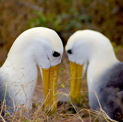 Two Waved Albatrosses, in a near mirror-image. 540981210 Waved Albatross, Galapagos Islands, Nature, Animal, Endemic Two Waved Albatrosses, in a near mirror-image..540981210.Waved Albatross, Galapagos Islands, Nature, Animal, Endemic 540981210 Nature, Animal, Endemic, Galapagos, Galapagos Islands, Waved Albatross, Animal, Beak, Bird