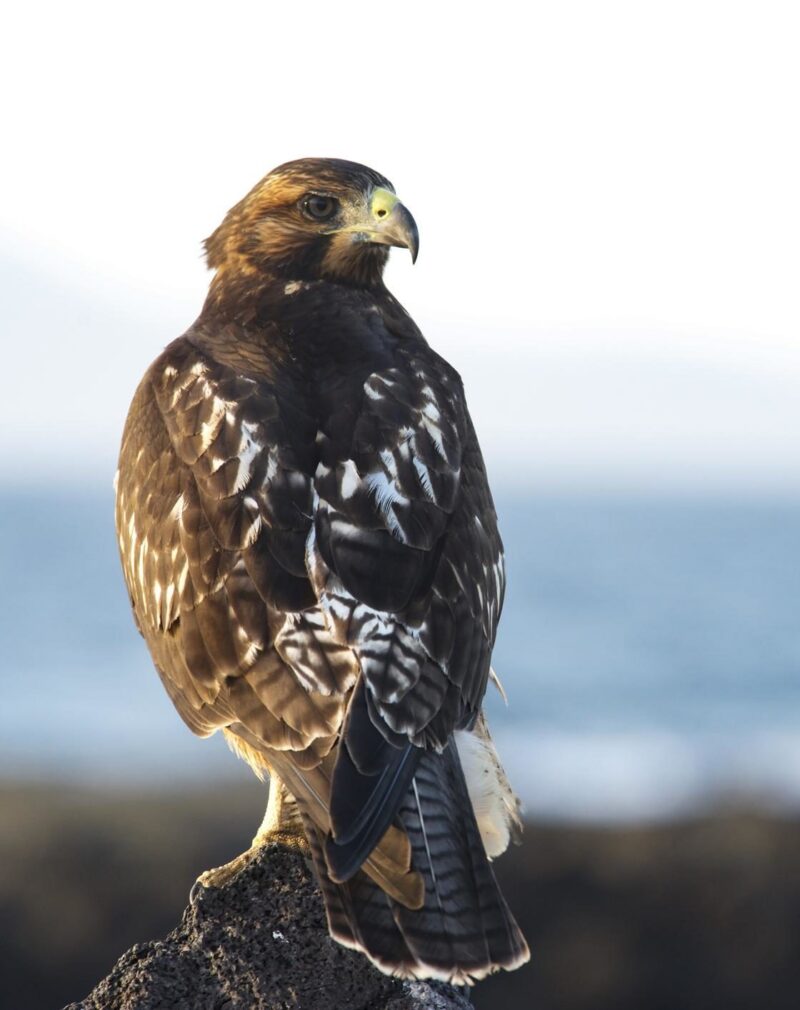 This was taken of a Galapagos Hawk in the Galapagos Islands. 545809754 Galapagos Islands National Park, Hd Format, Volcanic Rock, One Animal, Espanola Island, Scavenging, Galapagos Hawk, Resting, Galapagos Islands, Brown, Blue, Tropical Climate, Wildlife, Nature, Outdoors, Close-up, Ecuador, South America, Feather, Perching, Hawk – Bird, Bird of Prey, Bird, Rock – Object, Sand, Pacific Ocean, Sea, Water, Animals And Pets