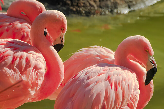 Three flamingos at a pond in the wild 578804798 Photography, Eyesight, No People, Group Of Animals, Beauty In Nature, American Flamingo, Color Image, Beauty, Galapagos Islands, Large, Concentration, Yellow, Pink Color, Black Color, Nature, Outdoors, Vertical, Close-up, Rear View, Side View, Image, Belize, Florida – Usa, Caribbean, Animal Eye, Beak, Animal Head, Feather, Animal Body Part, Animals In The Wild, Flamingo, Bird, Animal, Living Organism, Reflection, Day, Rock – Object, Pond, Water, Headshot 578804798 Photography, Eyesight, Beauty In Nature, Galapagos, Group Of Animals, No People, Animal, Bird Three flamingos at a pond in the wild.578804798.Photography, Eyesight, No People, Group Of Animals, Beauty In Nature, American Flamingo, Color Image, Beauty, Galapagos Islands, Large, Concentration, Yellow, Pink Color, Black Color, Nature, Outdoors, Vertical, Close-up, Rear View, Side View, Image, Belize, Florida – Usa, Caribbean, Animal Eye, Beak, Animal Head, Feather, Animal Body Part, Animals In The Wild, Flamingo, Bird, Animal, Living Organism, Reflection, Day, Rock – Object, Pond, Water, Headshot