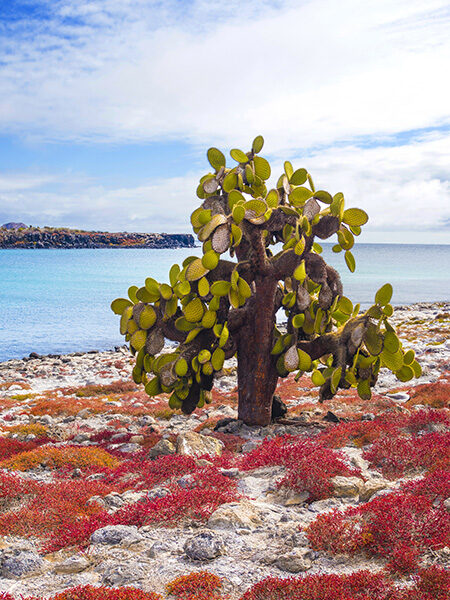 South Plaza is a remote island in the Galapagos archipelago with a unique combination of fauna and flora. The land Iguanas are totally unique to this island and rely on the fruit of the cactus trees for their survival. In turn the cactus are provided a seed distribution method and fertilisation. The islands cliffs are also teeming with unique birds and lizards. 857485770 plaza, beautiful, pacific, natural, colourful, view, ocean, tropical, scene, destination, darwin, scenic, prickly, trees, colour, ground, flora, unique, dreamer, island life, romantic, fauna, vista, wildlife, south plaza, galapagos South Plaza is a remote island in the Galapagos archipelago with a unique combination of fauna and flora. The land Iguanas are totally unique to this island and rely on the fruit of the cactus trees for their survival. In turn the cactus are provided a seed distribution method and fertilisation. The islands cliffs are also teeming with unique birds and lizards..857485770.plaza, beautiful, pacific, natural, colourful, view, ocean, tropical, scene, destination, darwin, scenic, prickly, trees, colour, ground, flora, unique, dreamer, island life, romantic, fauna, vista, wildlife, south plaza, galapagos 857485770 plaza, beautiful, pacific, natural, colourful, view, ocean, tropical, sc, Galapagos, Cactus, Plant