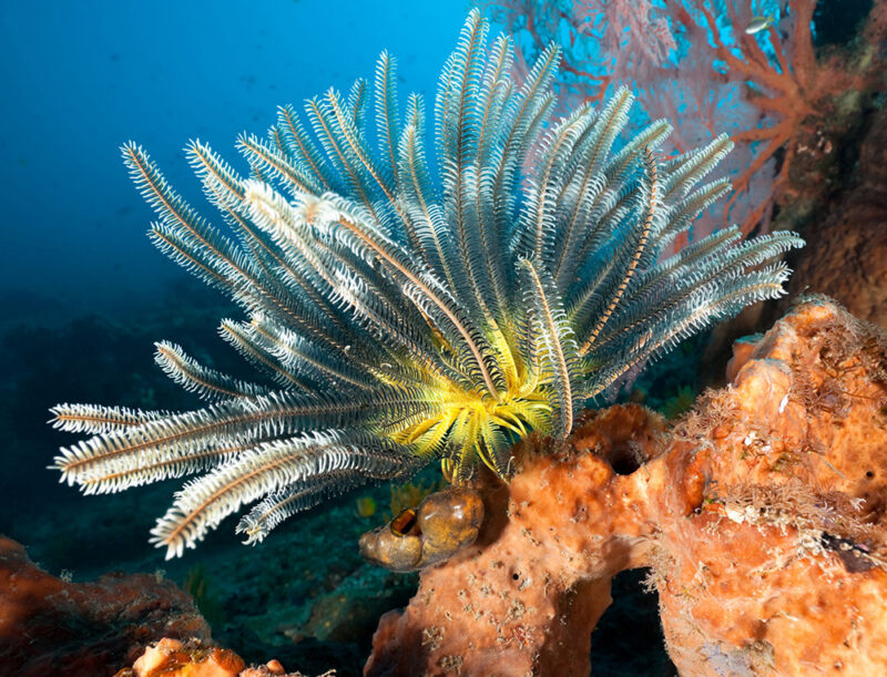 ‘Yellow-White Featherstar Beauty on orange Sponge, Inkspot Ascidian nearby, Gorgonian Coral in the background near Amed, North East Bali, IndonesiaMy photos in the lightbox’.183027166.’Sea Life, Invertebrate, Sea Squirt, Indo-Pacific Ocean, Feather Star, Echinoderm, Soft Coral, Gorgonian Coral, Orange, Deep, Below, Tropical Climate, Underwater, Bali, Indonesia, Southeast Asia, Coral, Reef, Sea, Water, FeatherStar, Life, Animals And Pets, Nature, Sea Life’.Bali 183027166 Invertebrate, FeatherStar, Echinoderm, Orange, Deep, Below, Underwater, Bali, Indonesia, Coral, Reef, Sea, Water, Life, Nature, ‘Sea Life, Animals And Pets, Feather Star, Gorgonian Coral, Indo-Pacific Ocean, Sea Life’, Sea Squirt, Soft Coral, Southeast Asia, Tropical Climate, Animal, Aquatic, Coral Reef, Nature, Ocean, Outdoors, Reef, Sea, Sea Life, Water