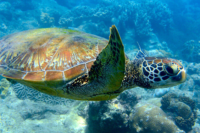 Green turtle swimming at the ocean floor with coral (Chelonia mynas), swimming left to right 504242436 Sea Life, Photography, Cnidarian, Water Surface, Aquatic Reptile, Beauty In Nature, Ocean Floor, Swimming Animal, Color Image, Green Turtle, Blue, Pattern, Tropical Climate, Environment, Wildlife, Nature, Horizontal, Underwater, Side View, Whitsunday Island, Australia, Animal Shell, Coral, Reflection, Sand, Great Barrier Reef, Reef, Beach, Sea, blue water, crystal clear water, 2015, Coral Sand, Natural Beauty Costa Rica 504242436 Photography, Cnidarian, Bea, Aquatic Reptile, Sea Life, Water Surface, Animal, Ocean, Outdoors, Reptile, Sea, Sea Life, Sea Turtle, Tortoise, Turtle, Water Green turtle swimming at the ocean floor with coral (Chelonia mynas), swimming left to right.504242436.Sea Life, Photography, Cnidarian, Water Surface, Aquatic Reptile, Beauty In Nature, Ocean Floor, Swimming Animal, Color Image, Green Turtle, Blue, Pattern, Tropical Climate, Environment, Wildlife, Nature, Horizontal, Underwater, Side View, Whitsunday Island, Australia, Animal Shell, Coral, Reflection, Sand, Great Barrier Reef, Reef, Beach, Sea, blue water, crystal clear water, 2015, Coral Sand, Natural Beauty.Costa Rica