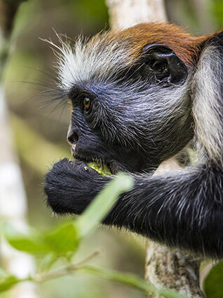 Close-up of a Red Colobus monkey feeding in a tree, a highlight of luxury Africa honeymoon holidays.