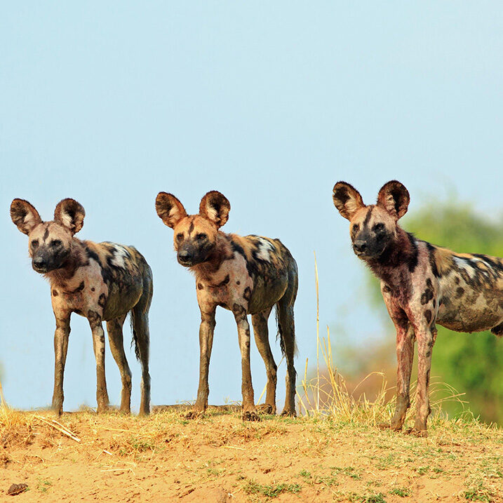 Three African wild dogs standing on a mound during luxury Africa honeymoon trips.