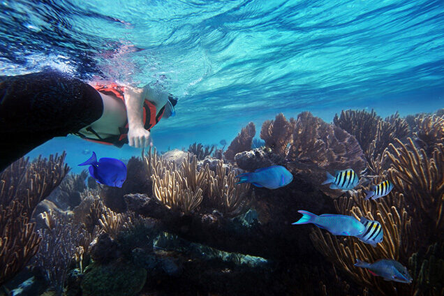 Underwater view of a person snorkeling over a coral reef with vibrant yellow corals and colorful tropical fish, luxury Latin America grand tour vacations.