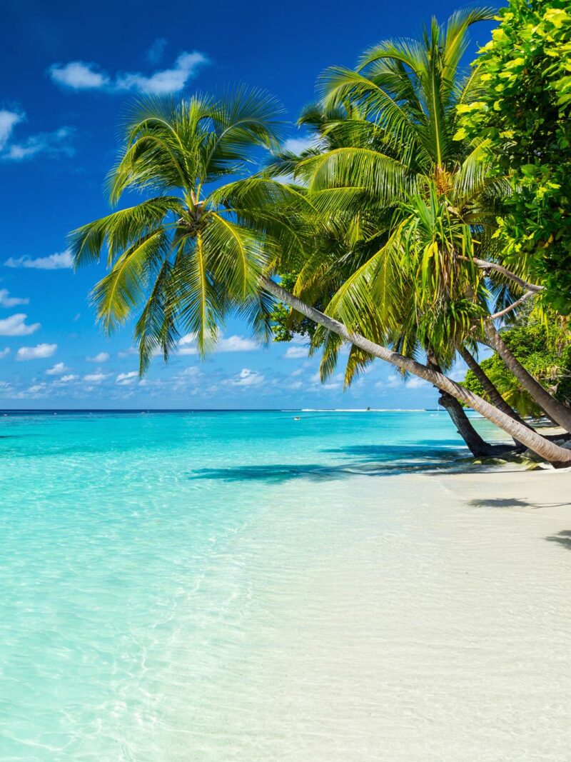 coco palms on paradise beach 509488176 Travel, No People, Cloudscape, Beauty In Nature, Seascape, Coastline, Paradise Beach, Coconut Palm Tree, Scenics, Backgrounds, Idyllic, Tranquil Scene, White, Green Color, Blue, Tropical Climate, Vacations, Nature, Outdoors, Maldives, Palm Tree, Tree, Bird, Shadow, Sunlight, Day, Summer, Sand, Island, Beach, Landscape, Cloud – Sky, Sky, Lagoon, Caribbean Sea, Sea, Wave, Water, Tourist Resort, tropical island, Sunny