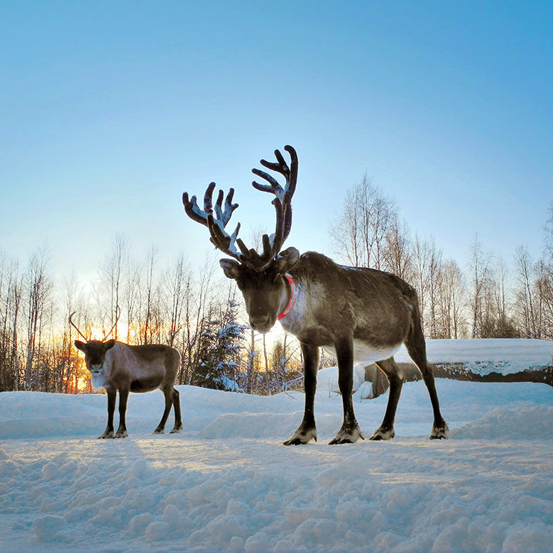 A Winter with two REINDEER 486505031 Nordic Countries, Tourism, Swedish Lapland, Arctic, Cold – Temperature, Nature, Sweden, Scandinavia, Reindeer, Winter, Snow, Napapiiri, Polarkreis 18, Cercle Polaire Travel Pack Pictures – Finland, Europe Iceland general 486505031 Tourism, Arctic, Cold – Temperatu, Nordic Countries, Swedish Lapland, Animal, Antelope, Deer, Elk, Mammal, Wildlife