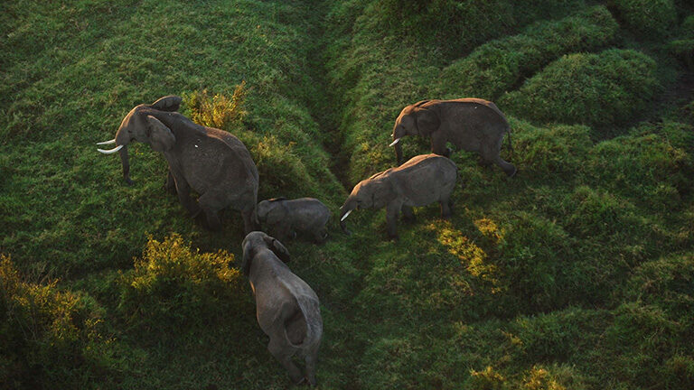 Aerial view of an elephant herd walking through green bushes on luxury Maasai Mara trips.
