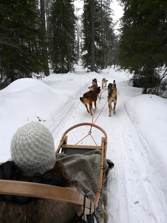Lapland, Norway Lapland, Norway Nature, Outdoor, Wilderness, Animal, Canine, Dog, Mammal, Pet, Sled