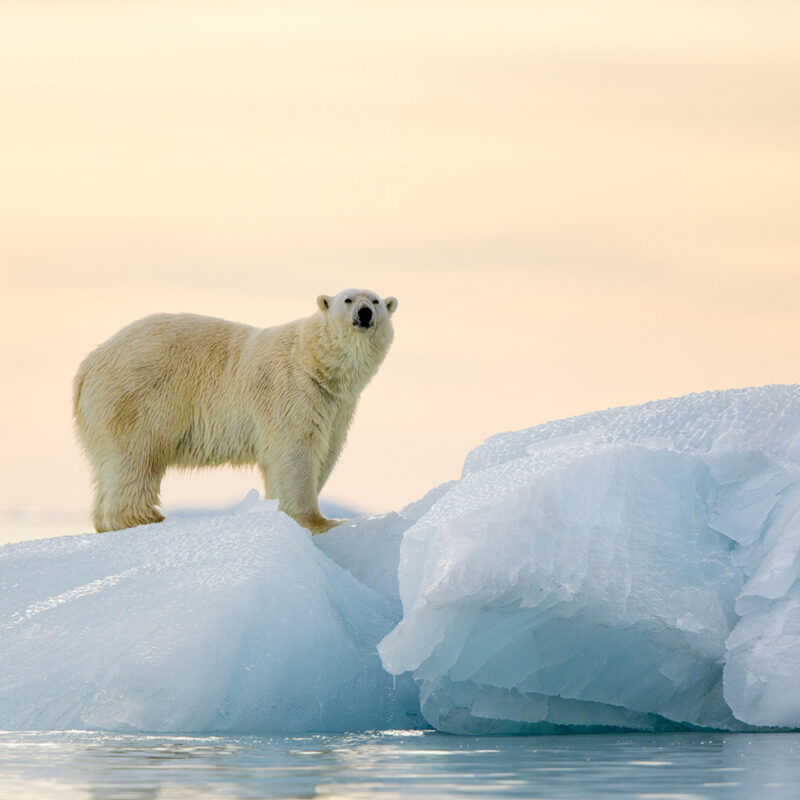 Norway Travel Pack Pictures Norway Travel Pack Pictures Animal, Bear, Mammal, Wildlife