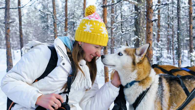 665892996 snow, sled, sleigh, dog, husky, finland, rovaniemi, winter, sledding, sledge, lapland, outdoor, white, animal, cold, snowy, race, ride, nature, pet, adventure, vacation, holiday, active, activity, polar, arctic, north, harness, forest, dogsled, landscape, sport, competition, run, fast, travel, family, speed, norway, alaskan, people, siberian, farm, christmas, xmas, woman, girl, young, lappish Girl and Husky dog in Rovaniemi, Lapland of Finland Lapland, Finland, Europe
