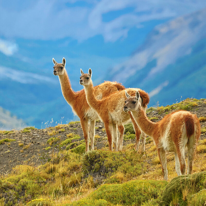 Chile Travel Pack Pics Three guanacoes in Torres del Paine national park, Patagonia, Chile 526060743 Animal, Blue, Chile, Cloudscape, Guanaco, Landscape, Landscaped, Llama, Majestic, Mammal, Mountain, Nature, Panoramic, Park, Patagonia, Remote, Road, Rock, Scenics, Sky, Snow, Tourism, camelid, Beauty In Nature, Cuernos del Paine, National Landmark, National Park, Natural Reserve, No People, South America, The Americas, Thomas Paine, Torres del Paine National Park, Vibrant Color, Alpaca, Animal, Antelope, Llama, Mammal, Wildlife