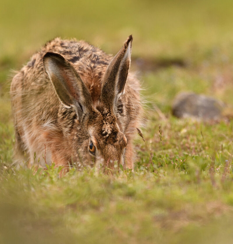 A wild hare grazing in short grass