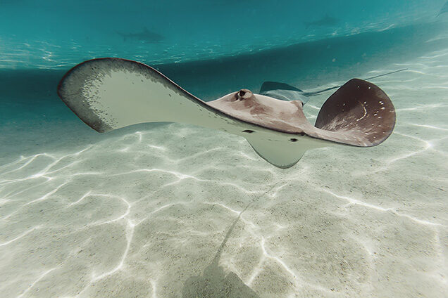 A large stingray swimming over a sandy seabed in clear tropical water on luxury French Polynesia trips.
