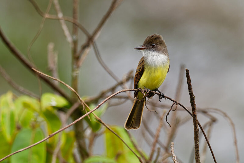 Dusky-capped Flycatcher – Myiarchus tuberculifer passerine yellow, white and brown bird in the tyrant flycatcher family america, animal, avian, background, beak, beautiful, bill, bird, birding, birdwatching, branch, brown, central, cloudy, costa, costa rica, dusky-capped, ecology, environment, feather, female, flycatcher, forest, green, high, male, mexico, mita, mountain, myiarchus, national, natural, nature, nayarit, ornithology, outdoor, outdoors, park, perched, portrait, primeval, punta, rainforest, rica, south, southern, tree, tropical, tuberculifer, wildlife Dusky-capped Flycatcher – Myiarchus tuberculifer passerine bird in the tyrant flycatcher family, breeds in forest and other woodland from southern Arizona to northern Argentina and on Trinidad. Punta Mita, Mexico, Latin America Dusky-capped Flycatcher – Myiarchus tuberculifer passerine yell america, animal, avian, background, beak, beautiful, bill, bird, birding, birdwatching, branch, brown, central, cloudy, costa, dusky-capped, ecology, environment, feather, female, flycatcher, forest, green, high, male, mexico, mita, mountain, myiarchus, national, natural, nature, nayarit, ornithology, outdoor, outdoors, park, perched, portrait, primeval, punta, rainforest, rica, south, southern, tree, tropical, tuberculifer, wildlife, Adventure, Excursion, Nature, Outdoor, costa rica, Animal, Bird Dusky-capped Flycatcher – Myiarchus tuberculifer passerine yellow, white and brown bird in the tyrant flycatcher family.america, animal, avian, background, beak, beautiful, bill, bird, birding, birdwatching, branch, brown, central, cloudy, costa, costa rica, dusky-capped, ecology, environment, feather, female, flycatcher, forest, green, high, male, mexico, mita, mountain, myiarchus, national, natural, nature, nayarit, ornithology, outdoor, outdoors, park, perched, portrait, primeval, punta, rainforest, rica, south, southern, tree, tropical, tuberculifer, wildlife.Dusky-capped Flycatcher – Myiarchus tuberculifer