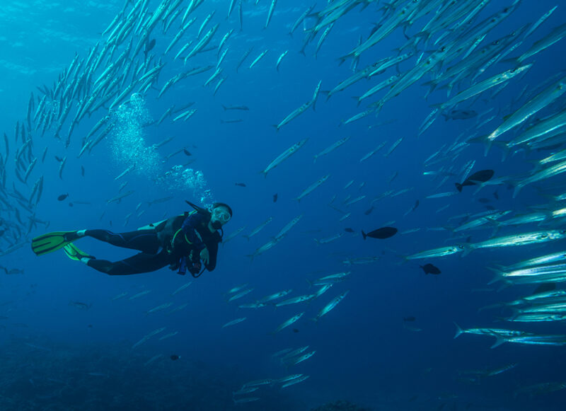 Komodo Islands 519004636 Koror, Beach, Nature, Ocean, Outdoor, Wildlife, Babeldaob Island, North Pacific Ocean, Western Pacific Ocean, Aqua Scuba, Diver, Diving, Human, Outdoors, Person, Scuba Diving, Sport, Sports, Water