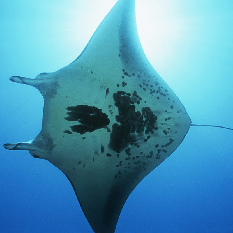 Raja Amput Scenery Adventure, Beach, Ocean, Outdoor, Wildlife, Animal, Fish, Manta Ray, Sea Life, Shark