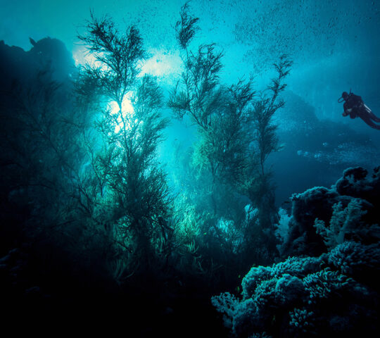 Diving beneath the waves in Menjangan