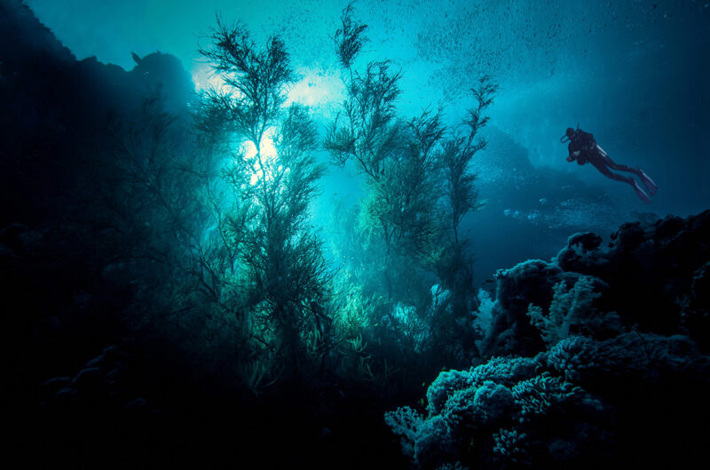 Menjangan island, Indonesia. underwater, sea, coral, water, reef, ocean, blue, fish, diving, scuba, nature, tropical, deep, marine, sky, sun, light, diver, dive, indonesia, bali Menjangan island, Indonesia..underwater, sea, coral, water, reef, ocean, blue, fish, diving, scuba, nature, tropical, deep, marine, sky, sun, light, diver, dive, indonesia, bali Menjangan island, Indonesia. underwater, sea, coral, water, reef, ocean, blue, fish, diving, scuba, nature, tropical, deep, marine, sky, sun, light, diver, dive, indonesia, bali, Animal, Nature, Ocean, Outdoors, Reef, Sea, Sea Life, Underwater, Water